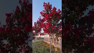 Лагерстрёмия индийская или израильская сирень 🌺🌺🌺