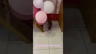 Клепа без мышки никуда, всегда с собой! Встали, мышку в зубы и побежали вниз завтракать #сфинксы