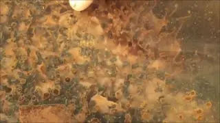 Stingless Native Bees Winter Update.