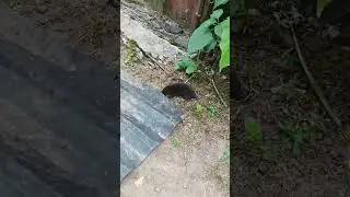 кротик 🤎