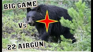 .22cal Pellet killed Bear...How Powerful is YOUR Airgun???
