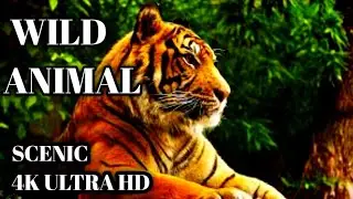 Amazing Scene of Wild Animals In 4K - Scenic Film with Music Relaxation