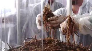 Becoming a mushroom farmer @ Mediamatic
