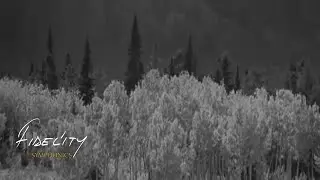 Fidelity - Madem Ki Gidiyorsun