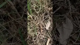 Snake 🐍 crosses my path - Hai Duong, Vietnam 🇻🇳 #shorts