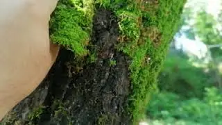 Nature || Removing Alge From Tree || Satisfying