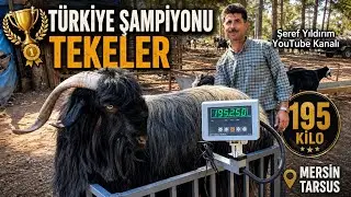 MERSİN TARSUS YAYLALARINDA 1.300 KEÇİSİ VE ŞAMPİYON TEKELERİ İLE MEHMET ERDEM