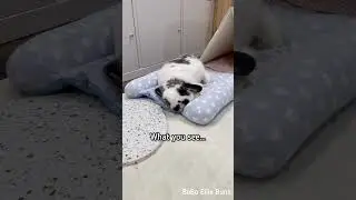 How people see my bunny vs What I see 🐰 💕