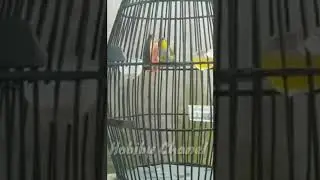 Pleci Daput wiksar bongkar semua isian