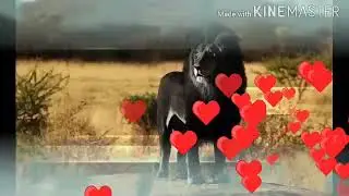 #Во имя Аллаха алиф лам ро #.