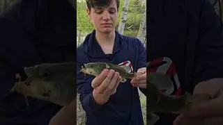Nice Little Bass! #fishing #bass