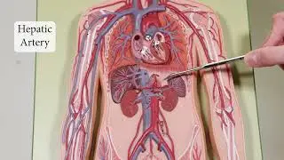 Blood Vessels in Flat Man Model -Updated
