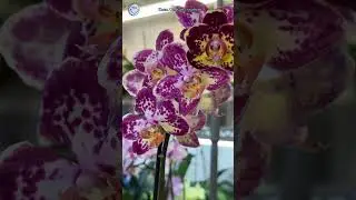 Вы купили орхидею к 8 марта! И как она? 
