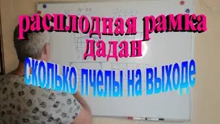 Сколько пчелы выходит с одной расплодной рамки