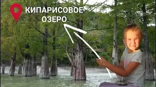 КИПАРИСОВОЕ ОЗЕРО/ ОЗЕРО СУККО/ АНАПА 2022/ ДЕРЕВЬЯ В ВОДЕ