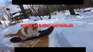 HAYVANLAR ALEMİNİN  KOMİK HALLERİ