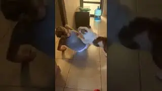 Собака наказала дразнившую ее девушку