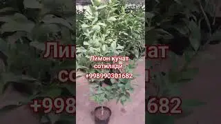 09.03.2024 Лимон кучат сотилади