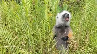 Golden Sifaka lemurs on Lemur Island