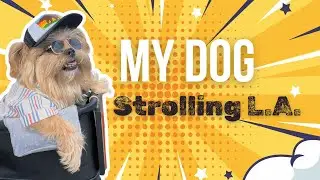 Senior dog strolling in L.A.