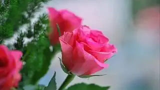 Для вас, Дамы!