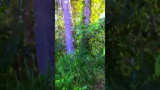 VLOG KE DUSUN DURIAN | PART II