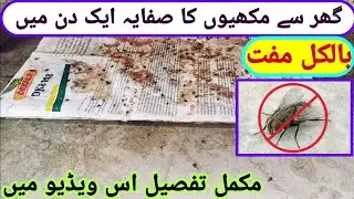 گھر سے مکھیوں کا صفایہ ایک دن میں بالکل مفت || ghar se makhio ka safaya || 100% real || makhi