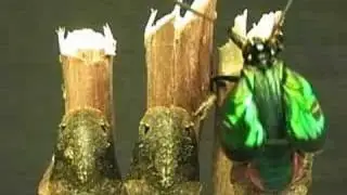 Rise of the Purple Hairstreaks - Butterfly Life Cycle Documentary V03006