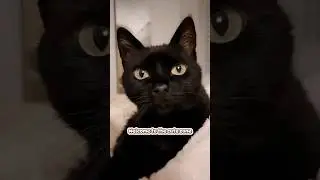 Welcome to the cute zone!💕 #funnycats #cutecats #cats #catmemes #memes #shorts #blackcats #cutecats