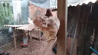 Mostrando minha criação de galinhas fênix e marreco mandarim inscreva se deixe seu like compartilhe.