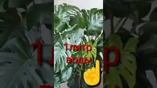 ЧЕМ ПРОТИРАТЬ ЛИСТЬЯ МОНСТЕРЫ?