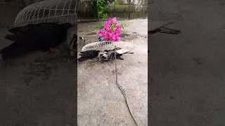 Amazing Birds Trap And Best Birds. #shortvideo #birds #parrot