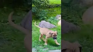 Кане корсо, рыжего окраса! Зара Из Созвездия Адомаса!