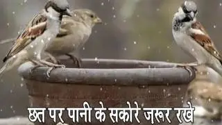 Water, grain save birds this summer
