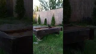 ЛЮБИТЕЛЬ ВЕЧІРНЬОГО КУПАННЯ #шпак