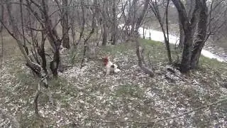 01.12.16 г. Охота на вальдшнепа в Крыму.