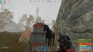 horse