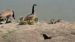 Geese family crossing the road 🪿🪿🪿