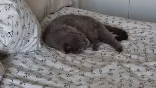 Экзот храпит