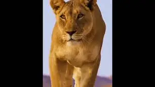 Охота на жирафа львица