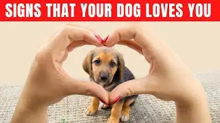 15 special ways to let your dog know you love them in their own language