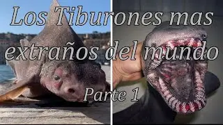 Los tiburones mas extraños del mundo. Parte 1