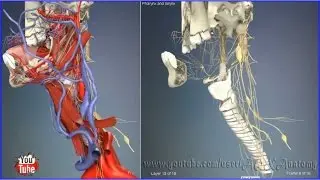 Pharynx and larynx | 3D Human Anatomy | Organs