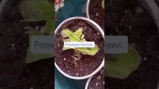 03.04.2024 г реанимирую Гортензии.