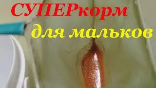Отверстие в аквариуме Кормление малька артемией