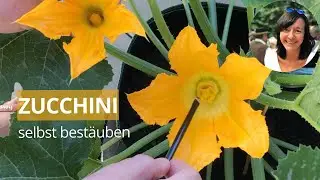 Pollinating zucchini yourself - male and female flower difference