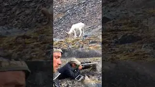Mountain Bull Sheep 🐑 Hunting down in 2 Shot 