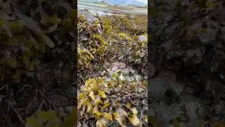 Кладезь морских ежей,о.Недоразумения