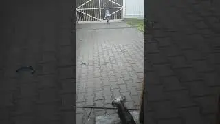 Антошка 3 года 10 месяцев. Сразу понятно какую музыку мама слушает😂
