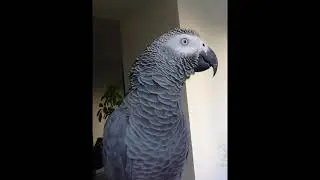 Parrot Bender learns the song 
